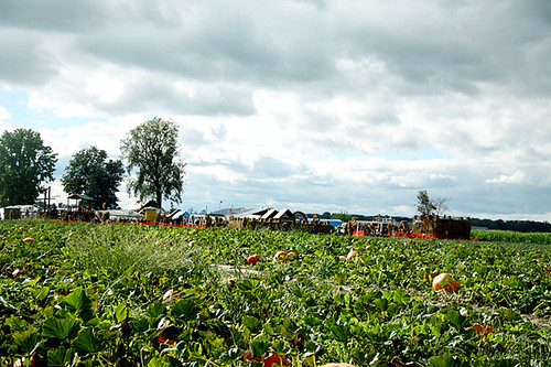 Tractor_View-of-pumpkin-farm