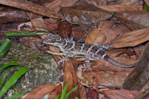 Peters' Forest Gecko (Cyrtodactylus consobrinus) IMG_2058 copy