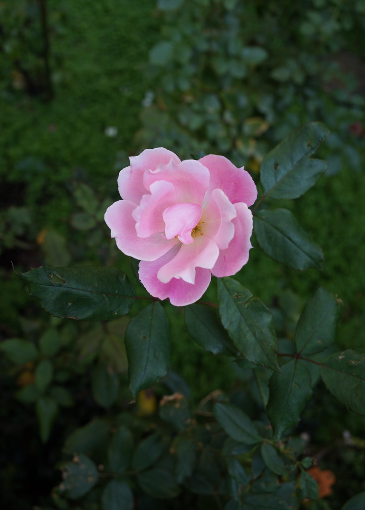ピンク色の薔薇 2013/10/31 GR010632