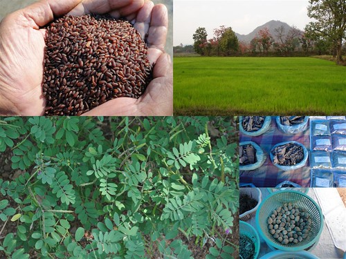 Validated and Potential Medicinal Rice Formulations for Herpes simplex and/with Diabetes mellitus Type 2 Complications (TH Group-246) from Pankaj Oudhia’s Medicinal Plant Database by Pankaj Oudhia