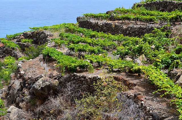 Vines growing in the Anaga Mountains, Tenerife