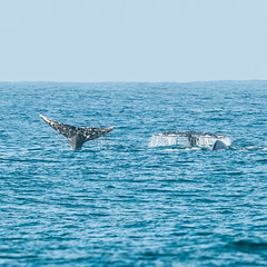 California Gray Whale Migration winter 2014