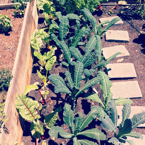 Kale and chard and basil. We eat something from our garden every day.