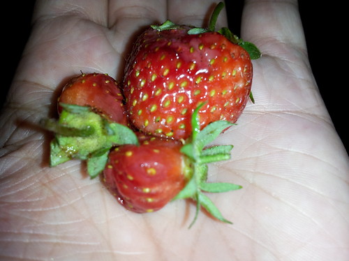 First Strawberries of the Garden