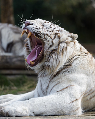 Yawning white tiger by Tambako the Jaguar