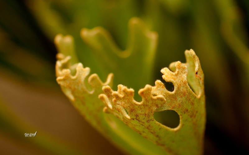 猴腦鹿角蕨嫩葉