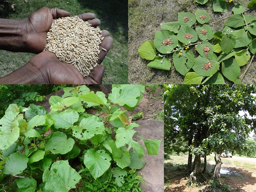 Medicinal Rice Formulations for Diabetes Complications, Heart and Liver Diseases (TH Group-62) from Pankaj Oudhia’s Medicinal Plant Database by Pankaj Oudhia