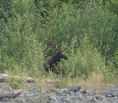 118_Olympic NP_073013_Bull Elk Browsing at Hoh River