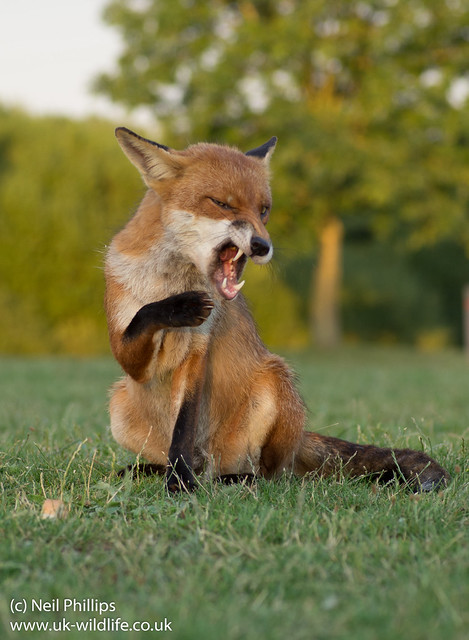 cleaning fox