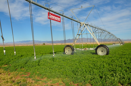 Vibrant alfalfa, along with other crops like cotton and pecans, are grown by Alfredo and Sabrina Zamora on their farm in Douglas, Ariz.