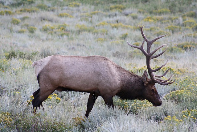 Elk Buck