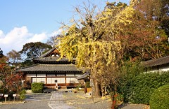 Shinshu Otani-ha