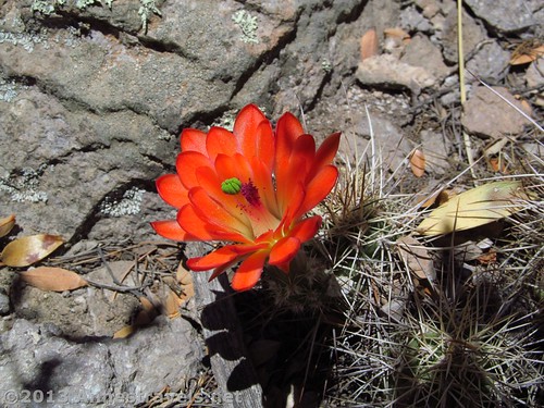 A booming cactus I discovered along the Sarah Deming Trail, Chiricahua National Monument, Arizona
