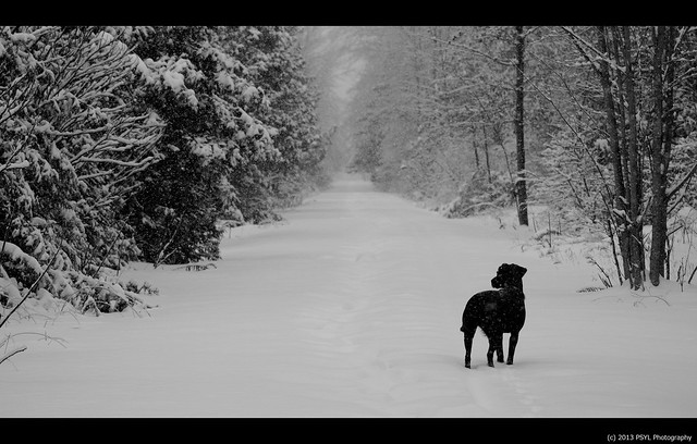 Black dog in a white forest