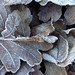 Leaf frost