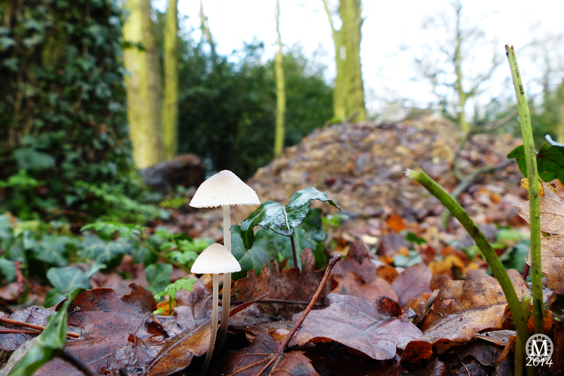 fungi-toadstools-mushrooms-bedfords-country-park-essex (6)
