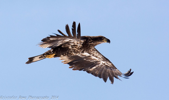 Juvenile Bald Eagle 3