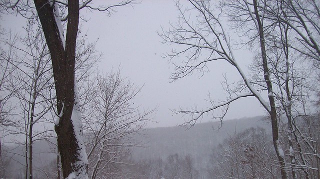 snowy trees 1
