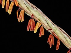 POACEAE - Trachypogon spicatus