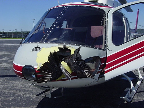Bird strikes to civil and military helicopters resulted in 61 human injuries and 11 lost lives since 1990. Photo by USDA Wildlife Services, Kendra Cross