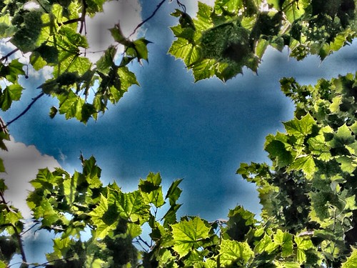 Sycamore HDR