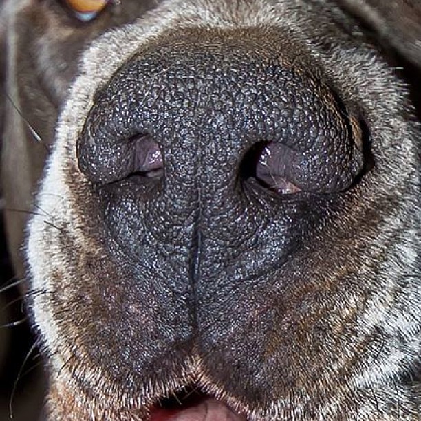 Bronty's Birthday Nose... #bronty #birthday #greatdane #danesofinstagram #sydney