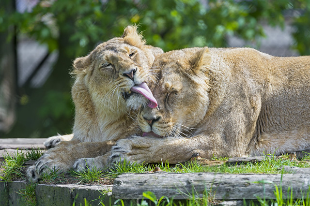 Lionesses licking each other IV