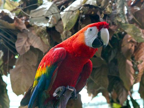 緋紅金剛鸚鵡受到黑市的影響，在哥斯大黎加族群數量相當少