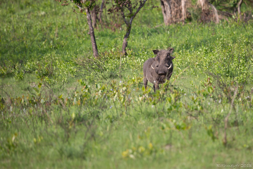 Warthog near St. Lucia South Africa