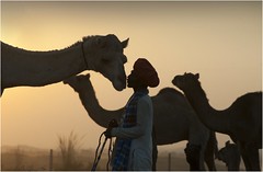 Camel Mela I