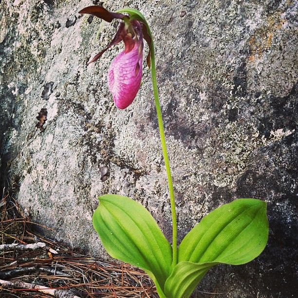 The lady slippers are in bloom at Bradstreet Point. #sheepscotpond #homestead #farm #wildlifehabitat