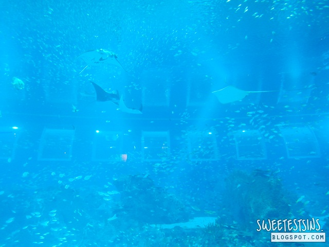 sea aquarium marine life park resort world sentosa singapore (64)