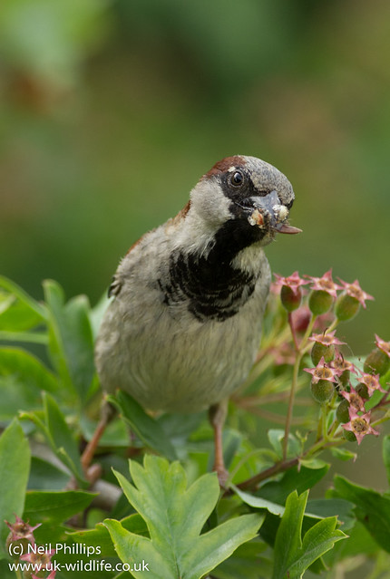 male house sparrow with food