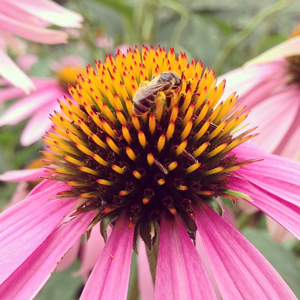I love watching all of the bees on our flowers... I'm never fearful of them... I leave them alone, they leave me alone.