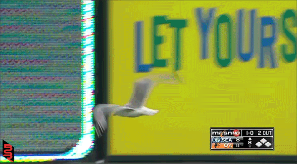 Seagull interrupts Orioles-Mariners game
