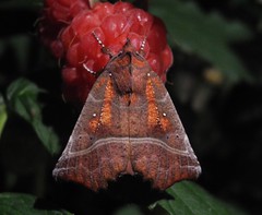 Moths UK