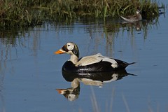 Ducks, Geese and Swans - Anatidae - Enten Gänse und Schwäne