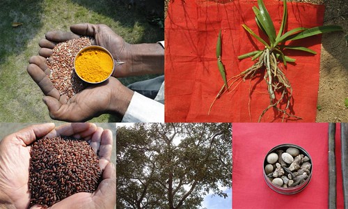 Validated and Potential Medicinal Rice Formulations for High Blood Pressure (Hypertension) with Diabetes mellitus Type 2 (डायबीटीज) Complications (TH Group-348 special) from Pankaj Oudhia’s Medicinal Plant Database by Pankaj Oudhia