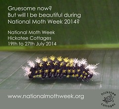 National Moth Week 2014
