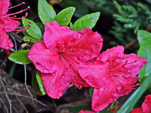 Azalea, Drenched ...........(149/365) by Irene_A_