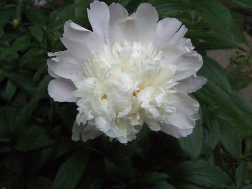 white peonies begin to bloom by Emilyannamarie