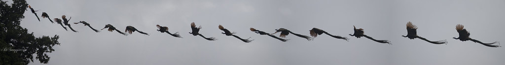 Flight of a peacock