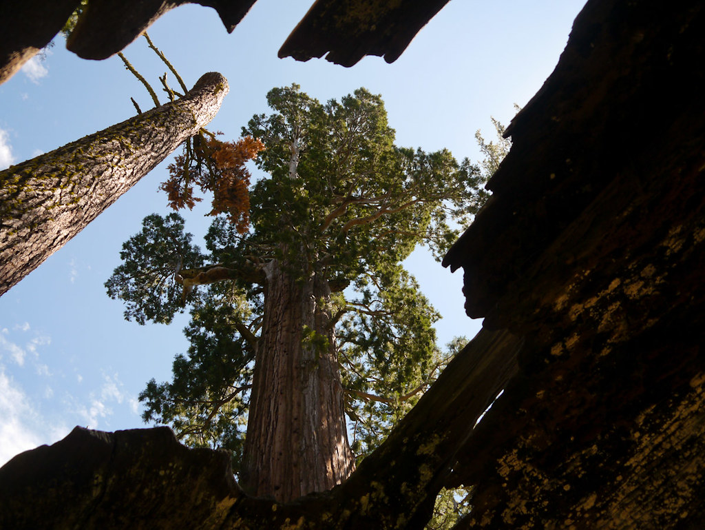 Robert E. Lee Tree From inside the Fallen Monarch, Grant Grove, Kings Canyon National Park