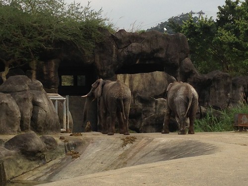10非洲動物區_大象