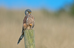 Kestrels, Falco-tinnunculus