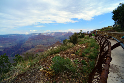 Grasses grown from the NRCS Plant Materials Center in Los Lunas line the edge of Mather Point in the South Rim of the Grand Canyon.