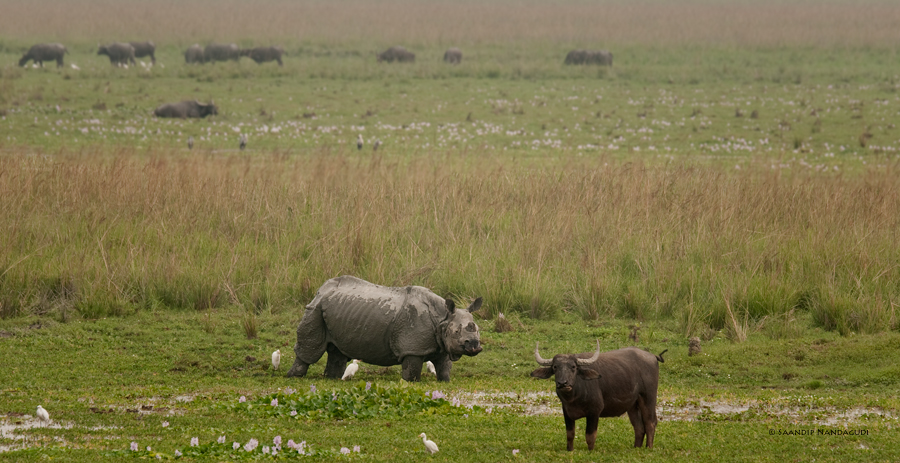 Rhino-buffalo-Pobitora