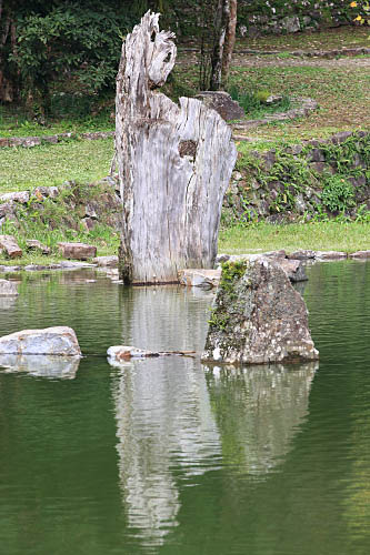 69W6宜蘭-明池國家森林遊樂區-枯木