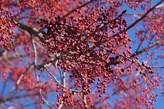 			Klaus Naujok posted a photo:	Nothing but red berries are left on this tree. All the leaves are gone.
