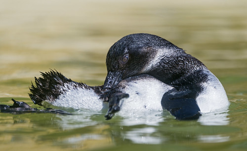 Grooming penguin by Tambako the Jaguar